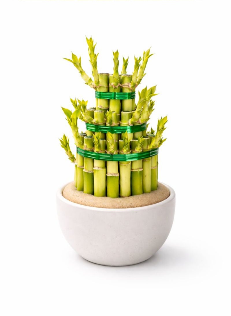 نبات الخيزران المحظوظ الطازج للاستخدام الداخلي (ارتفاع 12-20 سم) | تنسيق نبات الخيزران الحي | خيزران فنغ شوي | نبات ديكور منزلي ومكتبي سهل العناية - Image 3